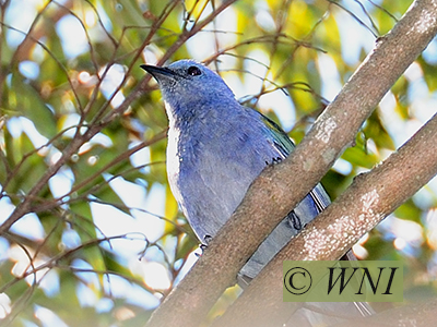 Golden-chevroned Tanager (Thraupis ornata)